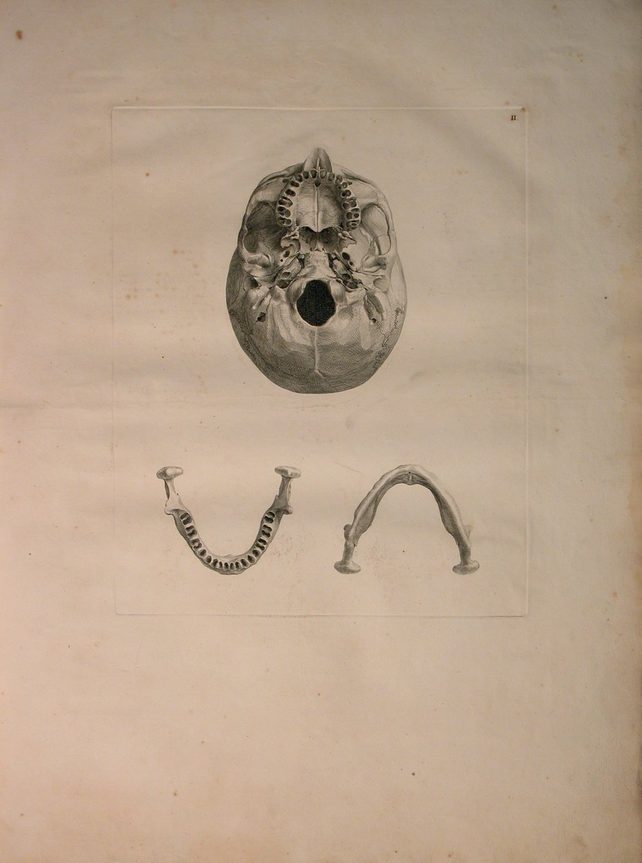 Albinus II, Pl. II, Cranio, illustrazione da 