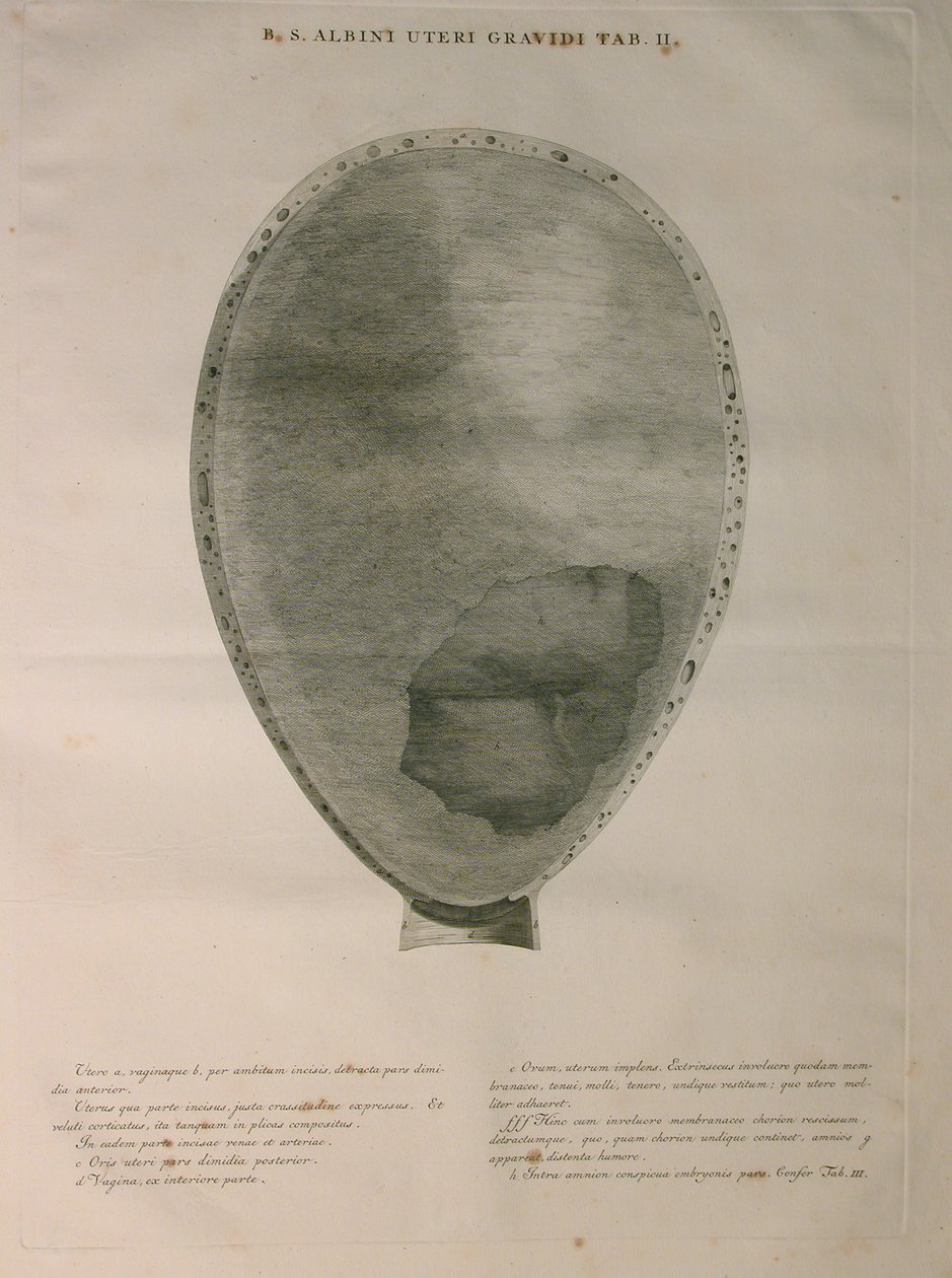 Albinus, Utero, Pl. II, illustrazione da 