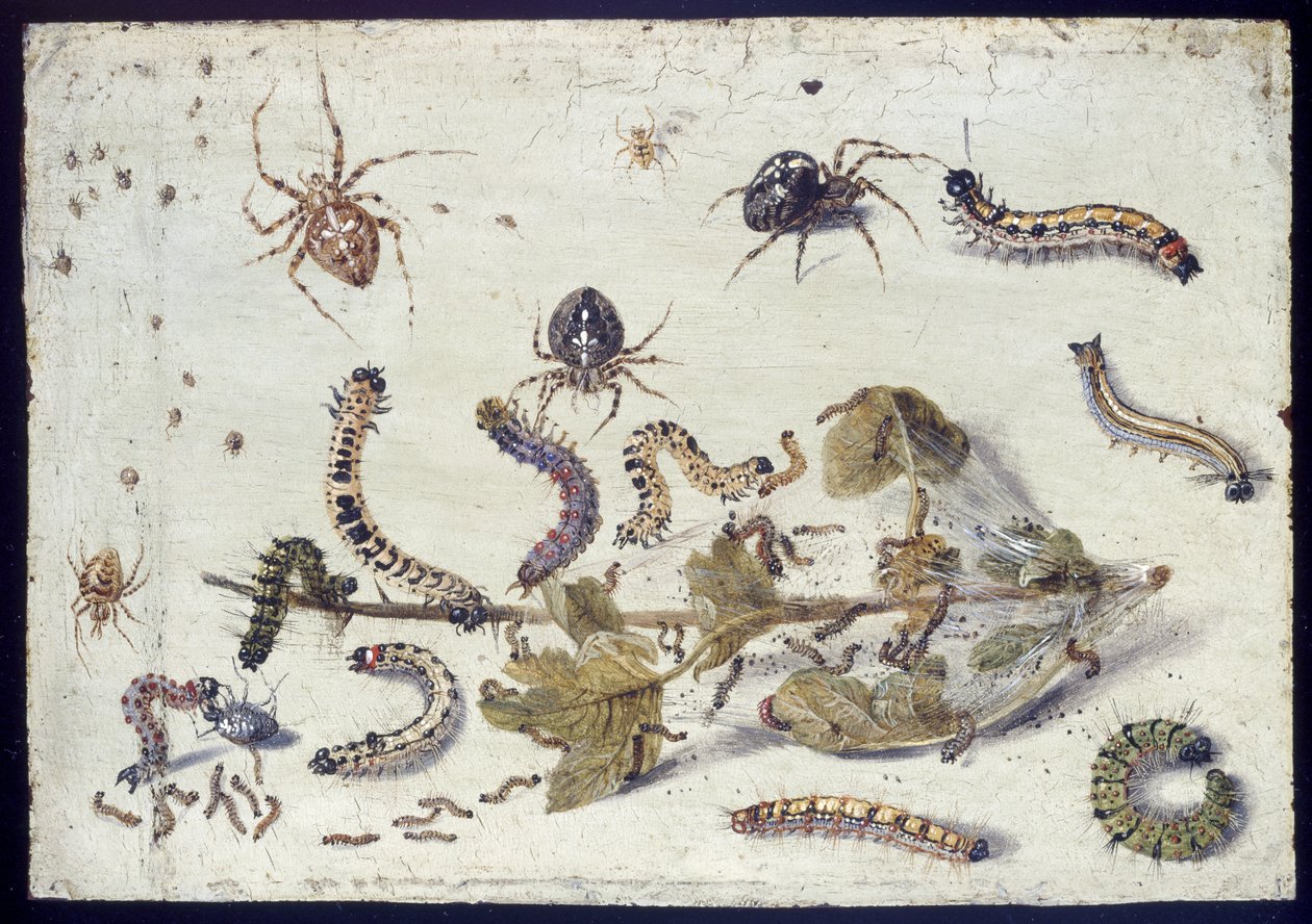 Varie ragni e bruchi, con un rametto di uva spina, primi anni 1650 da Jan van Kessel the Elder