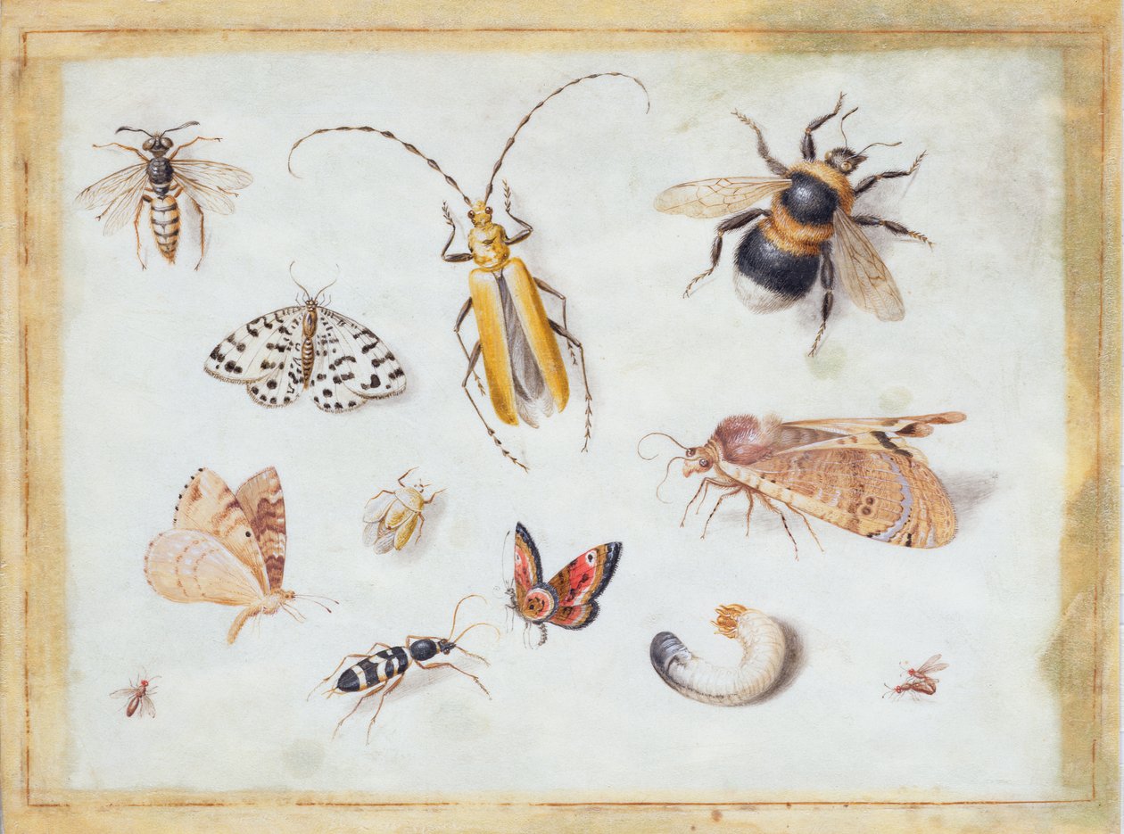 Studio di farfalle e altri insetti da Jan van Kessel the Elder