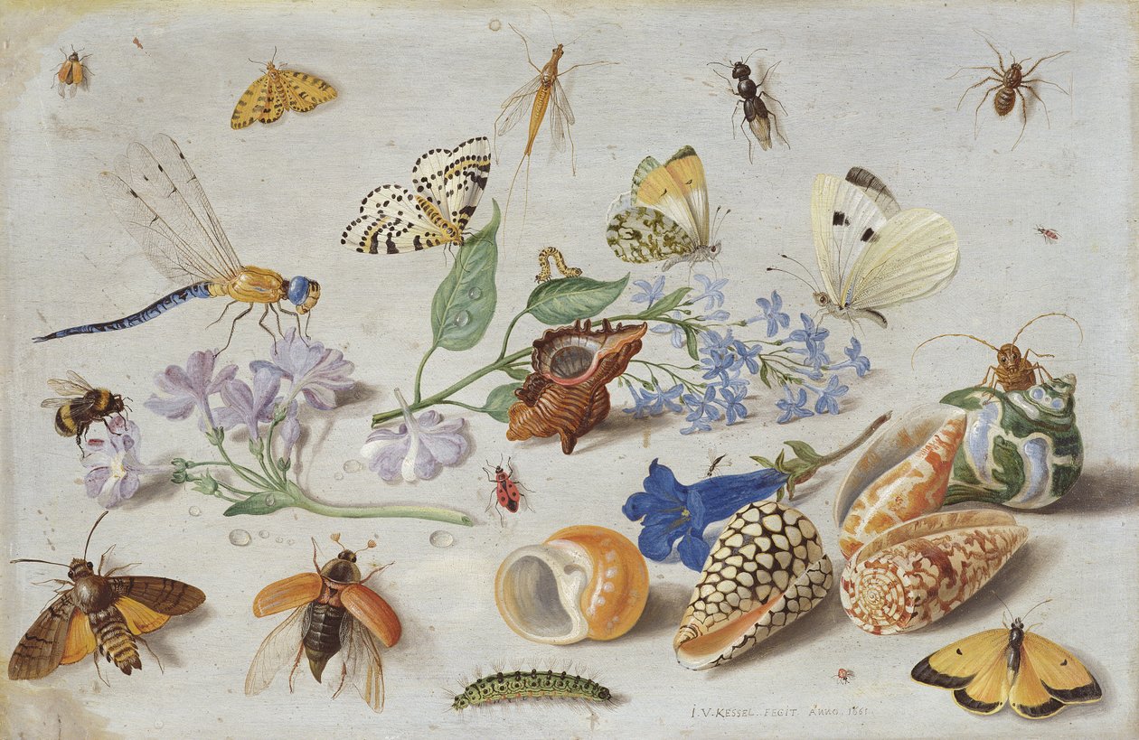 Farfalle e altri insetti da Jan van Kessel the Elder