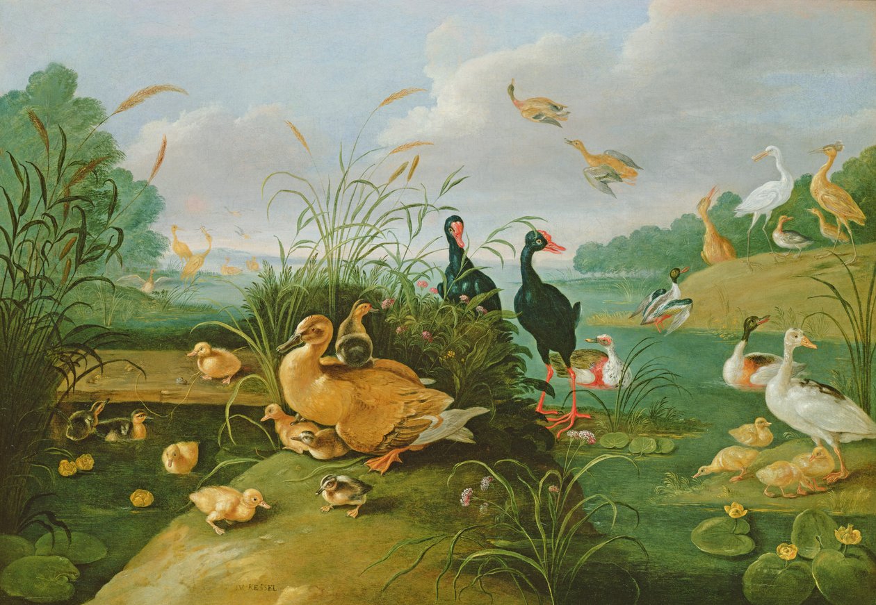 Pollame decorativo e anatroccoli da Jan van Kessel the Elder