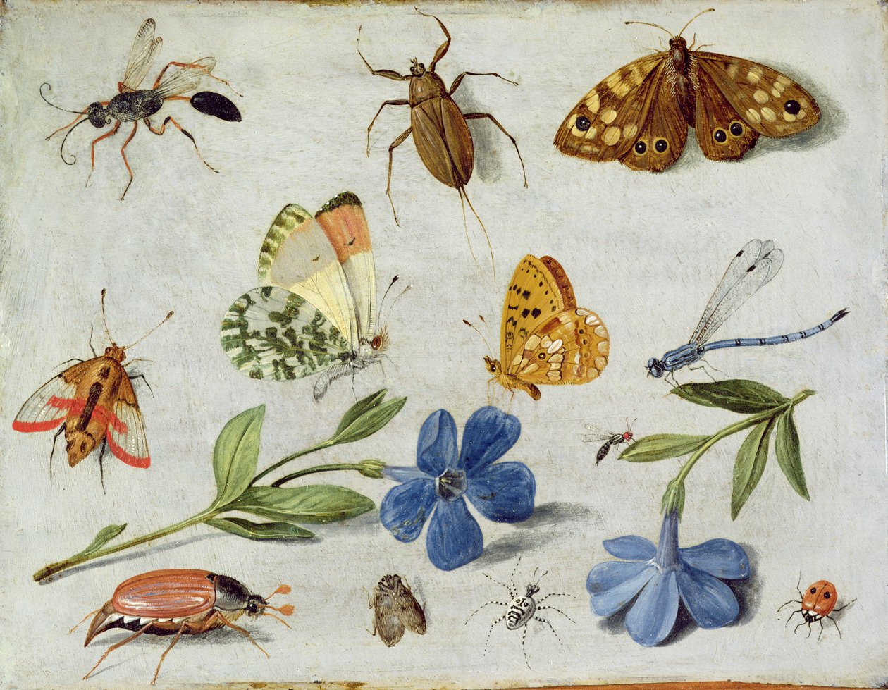 Insetti da Jan van Kessel the Elder
