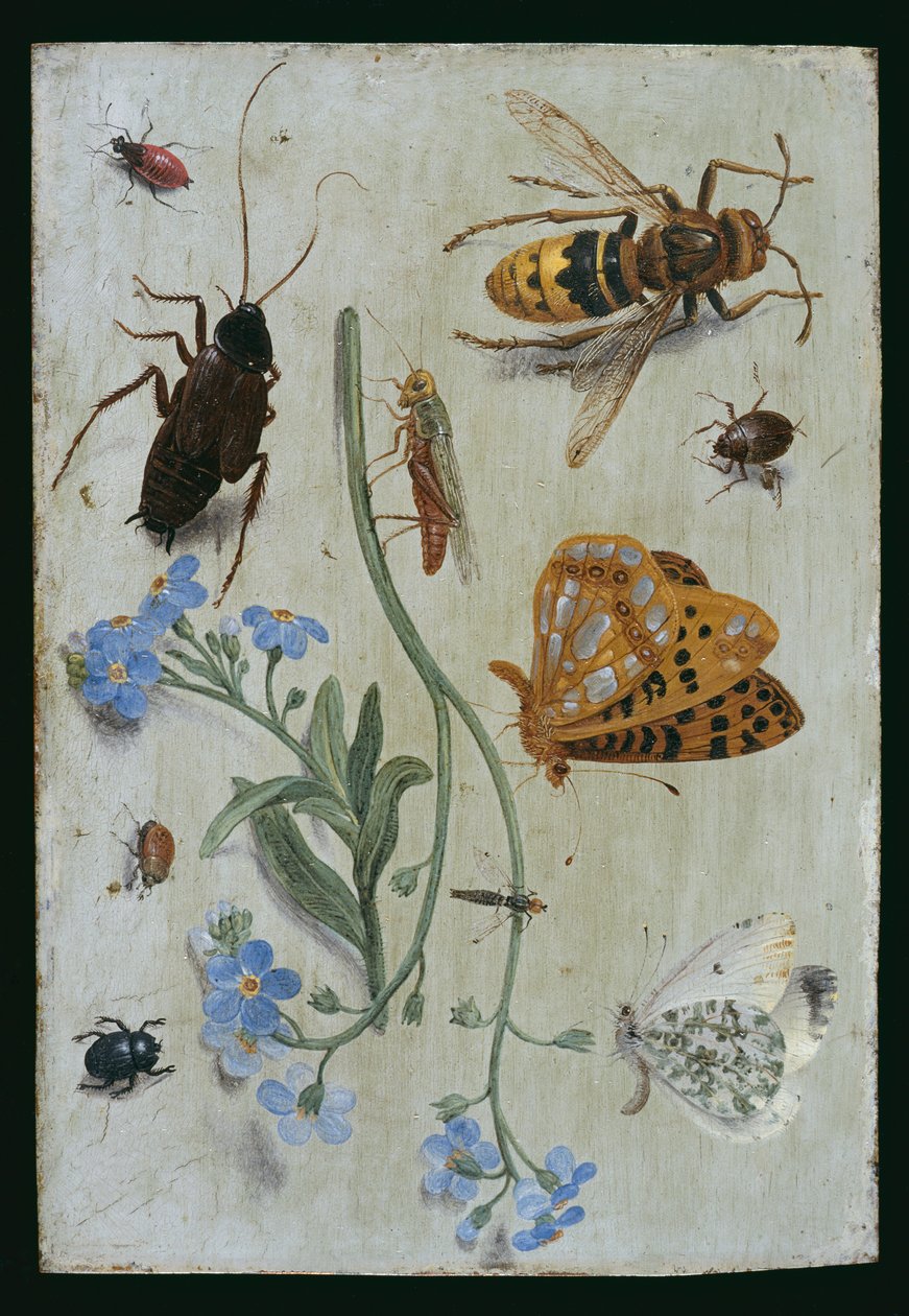 Insetti da Jan van Kessel the Elder