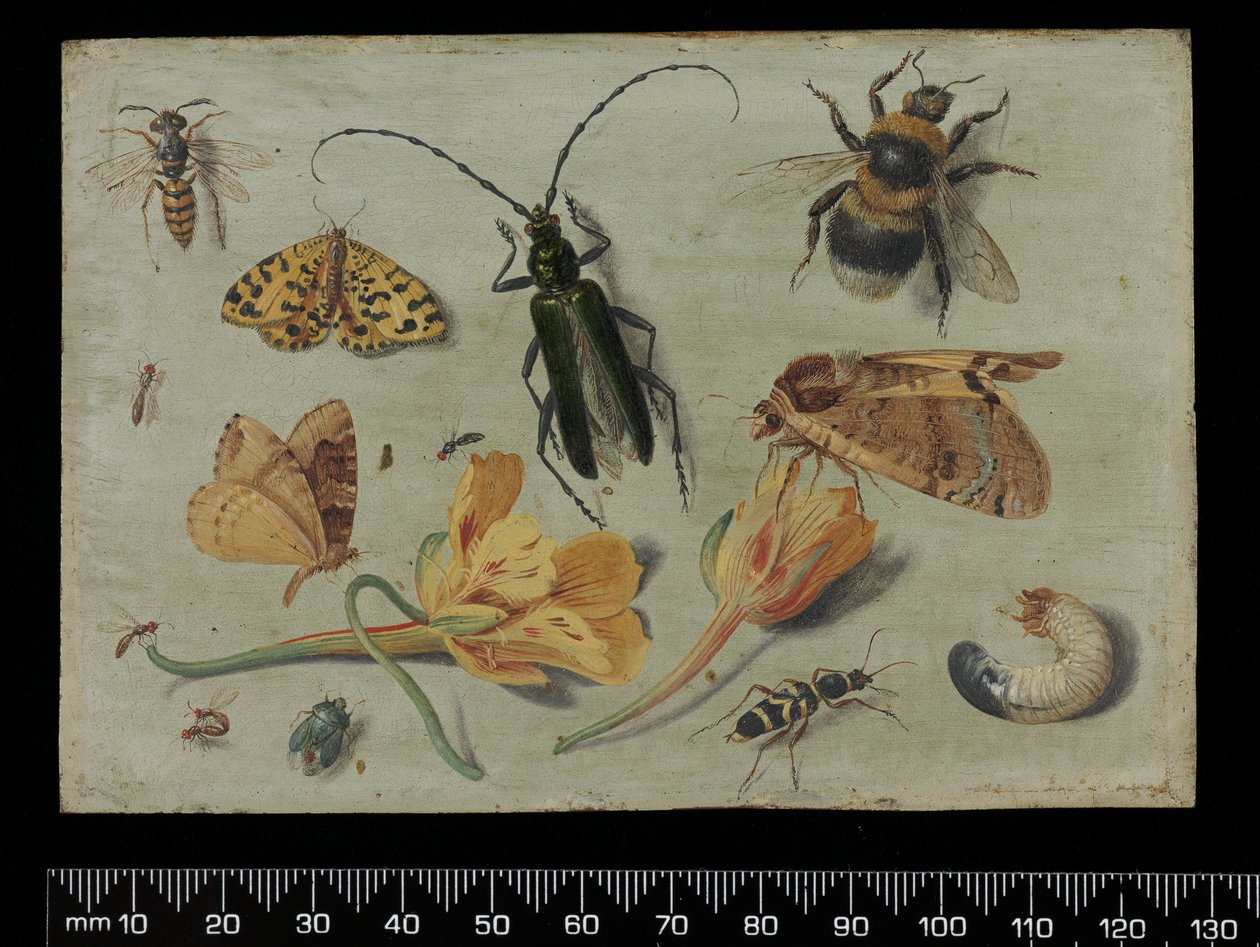Insetti da Jan van Kessel the Elder
