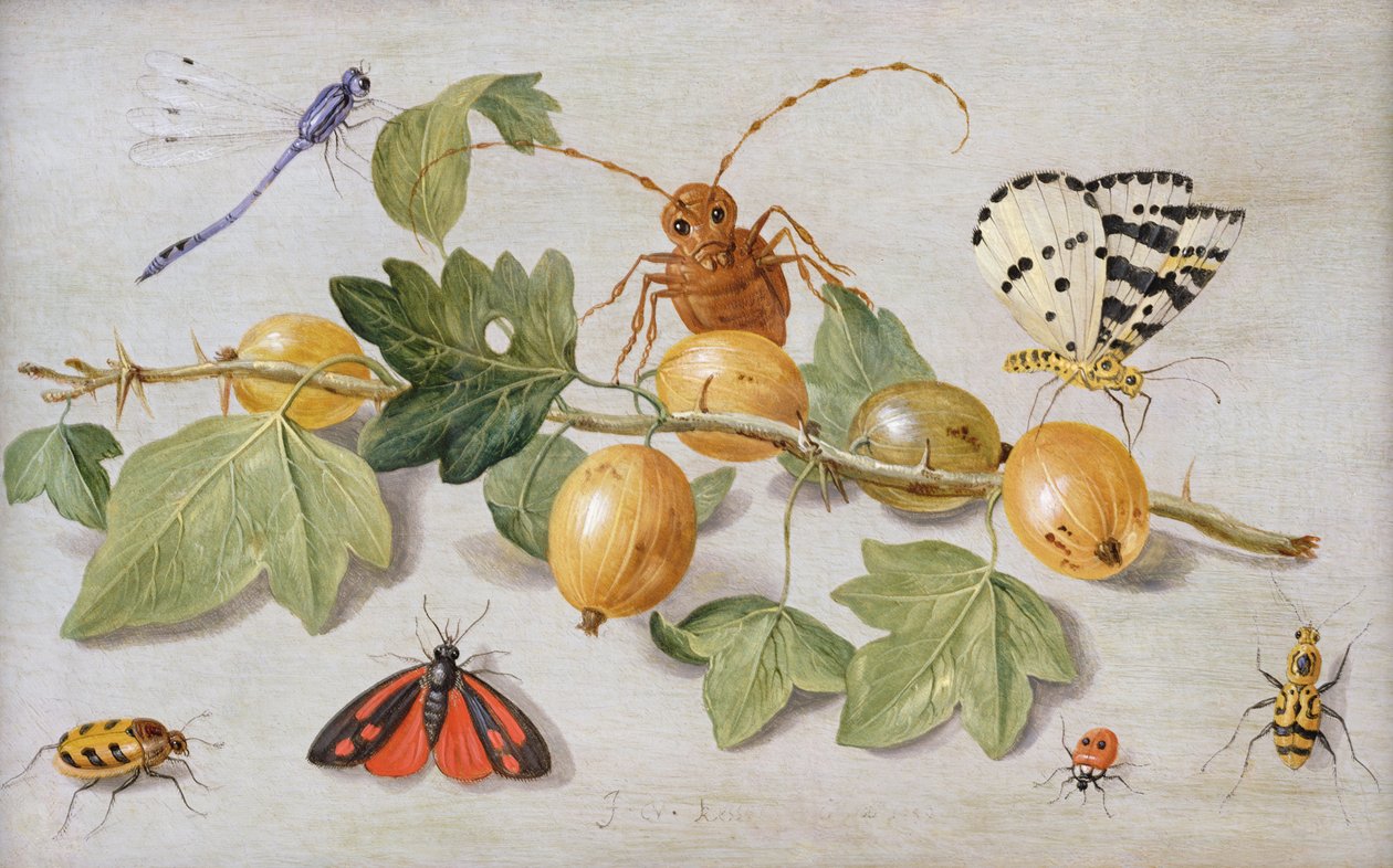 Natura morta di un ramo di uva spina, con una farfalla, falena, damigella e altri insetti da Jan van Kessel the Elder