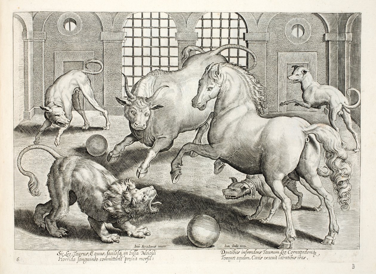 Combattimento feroce e sanguinoso tra un leone, un toro e un cavallo, circondati da cani che abbaiano furiosamente, illustrazione da 