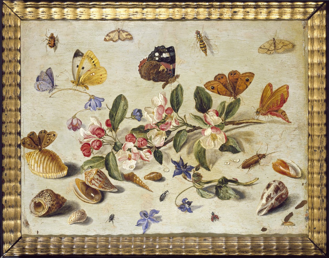 Studio di fiori e insetti da Jan van Kessel the Elder