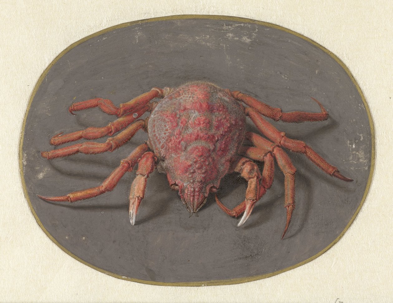 Granchio da Jan Augustin van der Goes