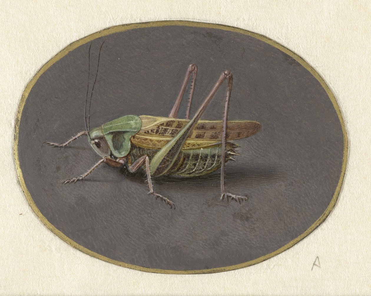 Cavalletta da Jan Augustin van der Goes