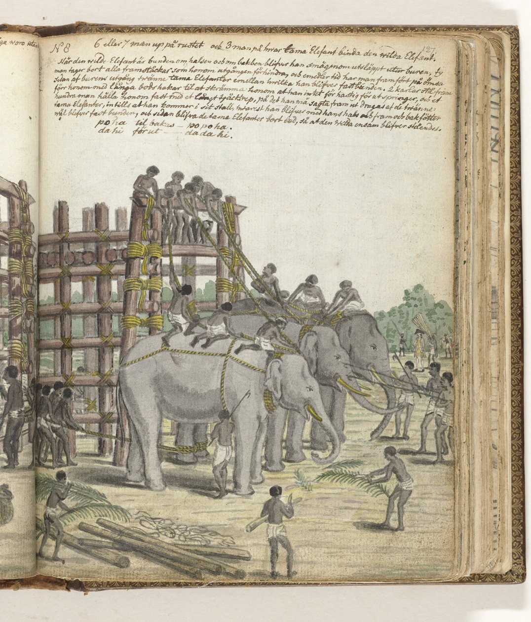 Elefante legato condotto dall