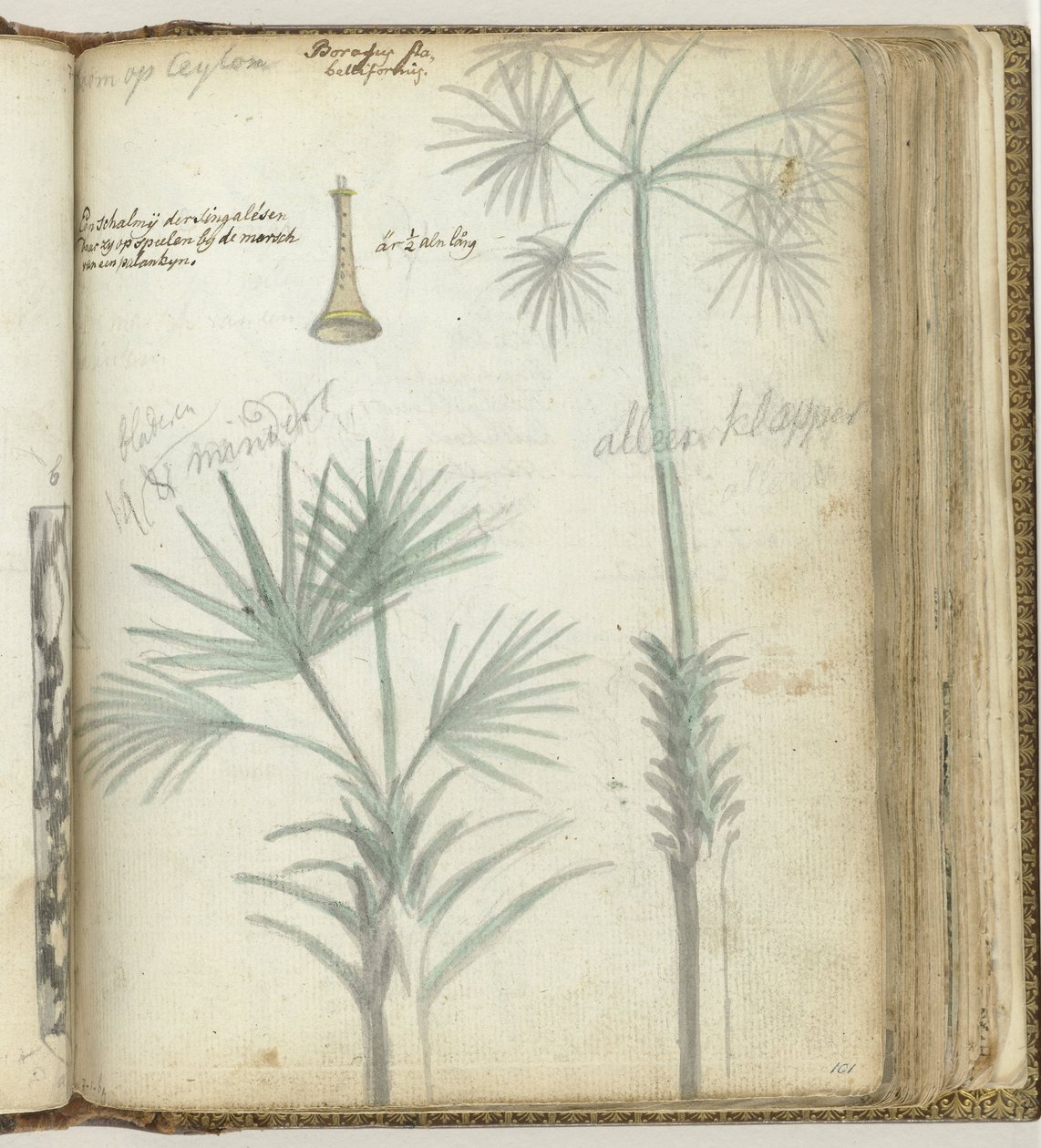 Albero a Ceylon. Singalese con scialle da Jan Brandes