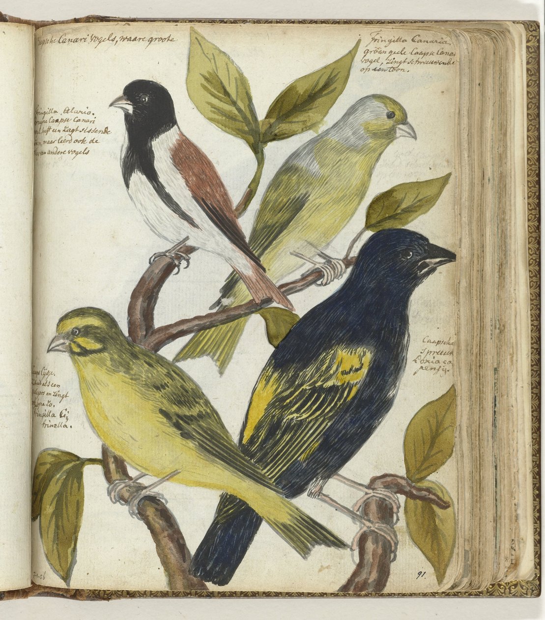 Uccelli del Capo da Jan Brandes