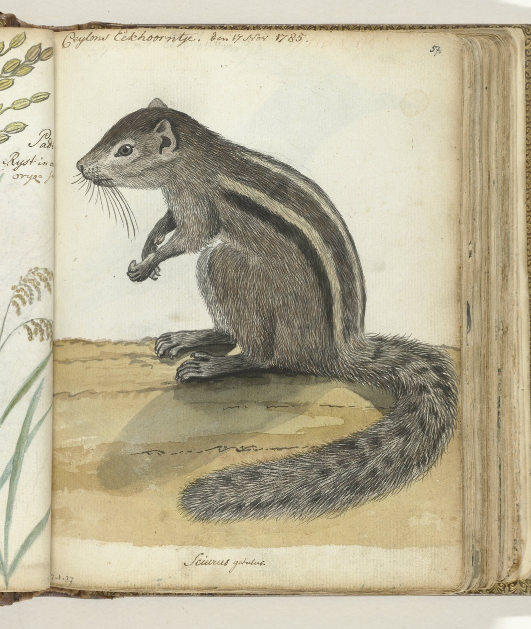 Scoiattolo di Ceylon da Jan Brandes