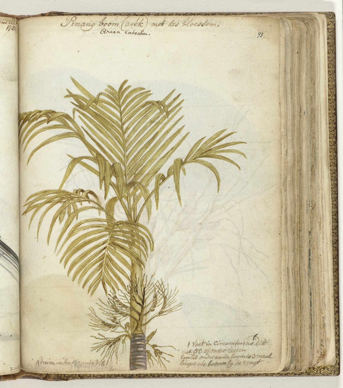 Albero di pinang da Jan Brandes