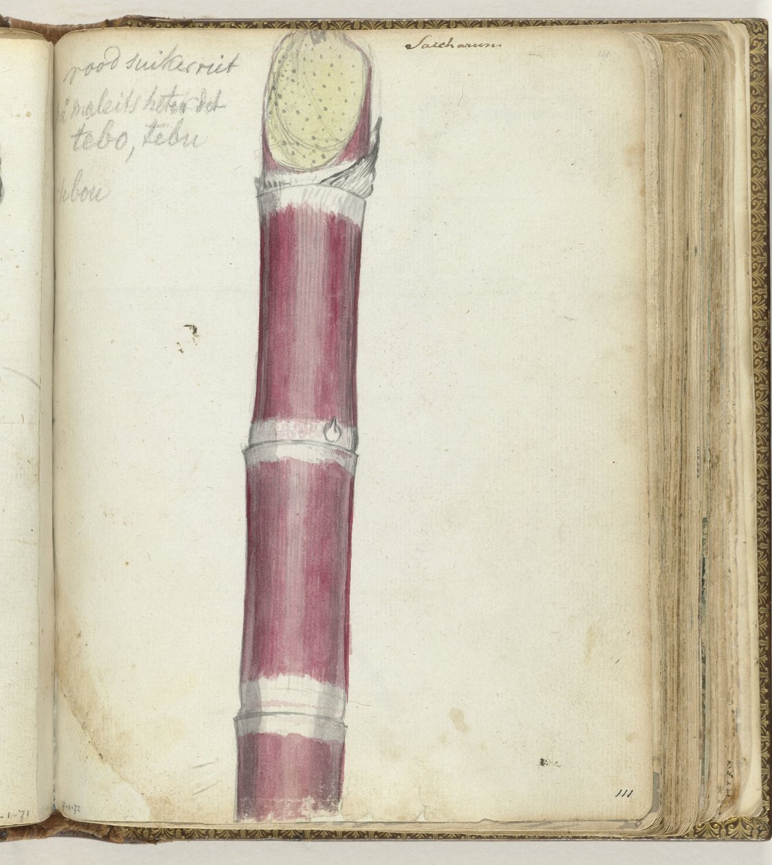 Canna da zucchero rossa da Jan Brandes