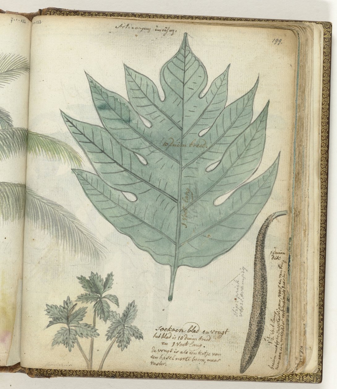 Foglia e frutto di sukun da Jan Brandes