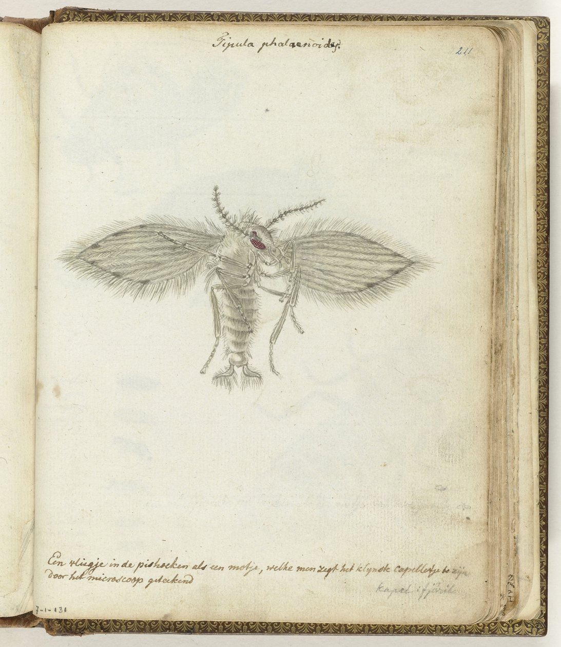 Moscerino da Jan Brandes