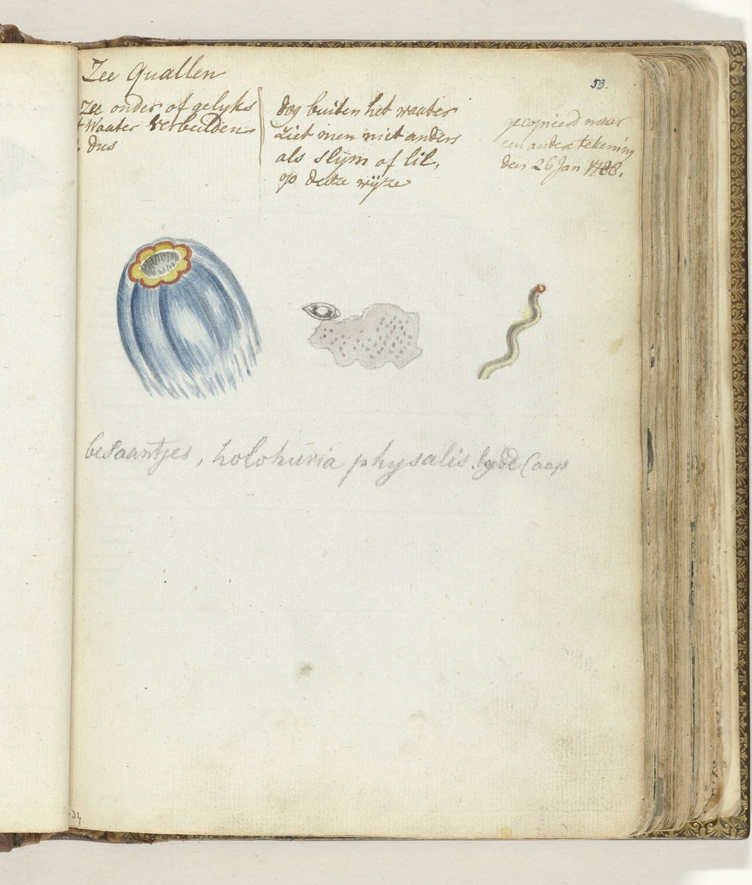 Meduse da Jan Brandes