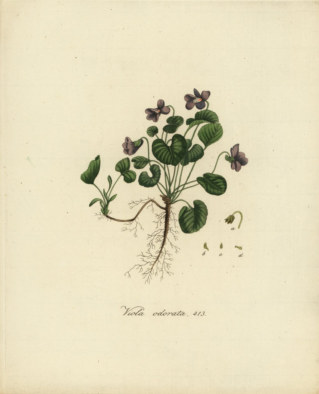 Viola odorata da Jan Christiaen Sepp