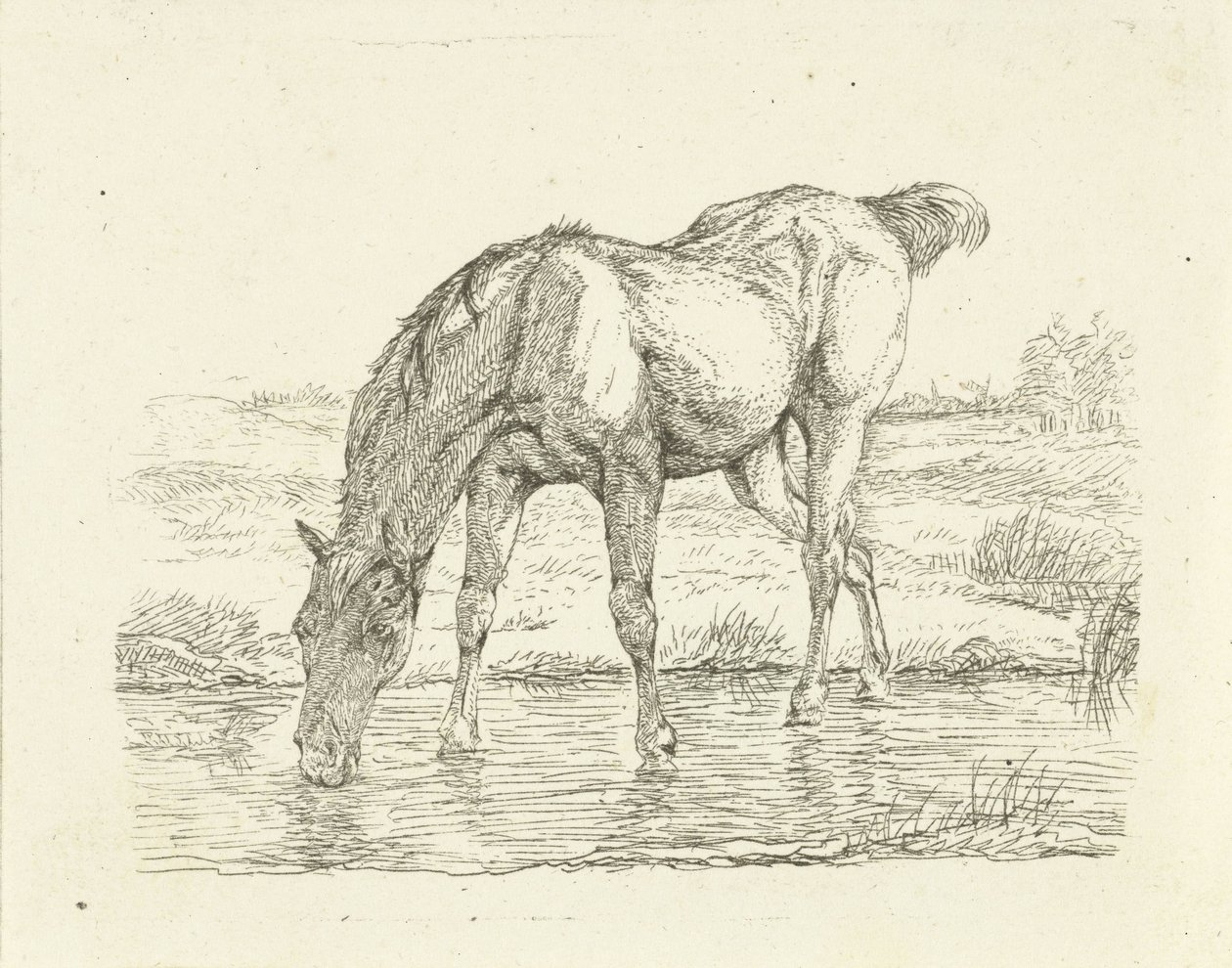 Cavallo che beve da Jan Dasveldt