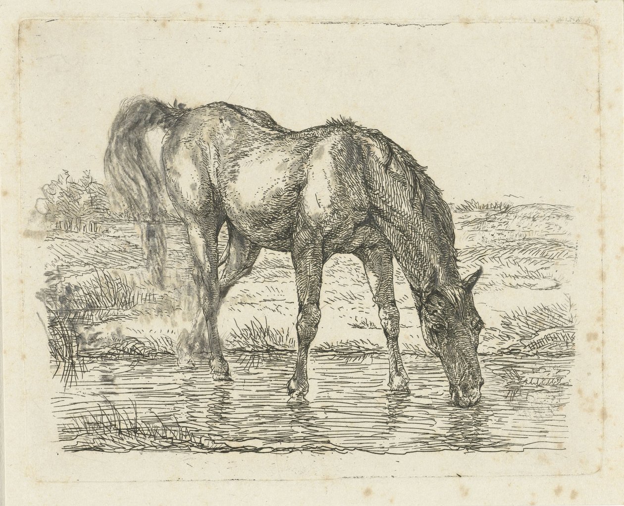 Cavallo che beve da Jan Dasveldt