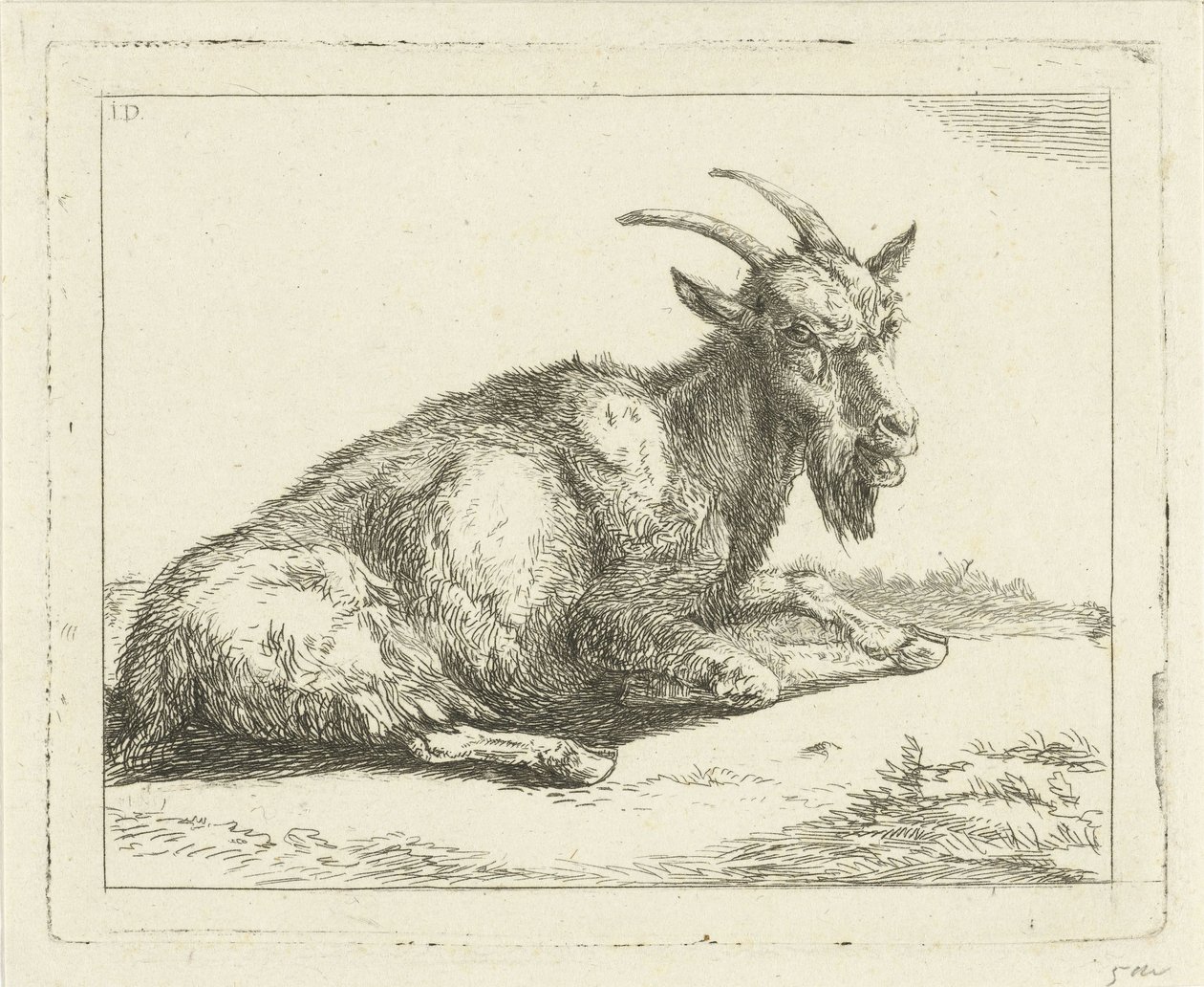 Capra da Jan Dasveldt