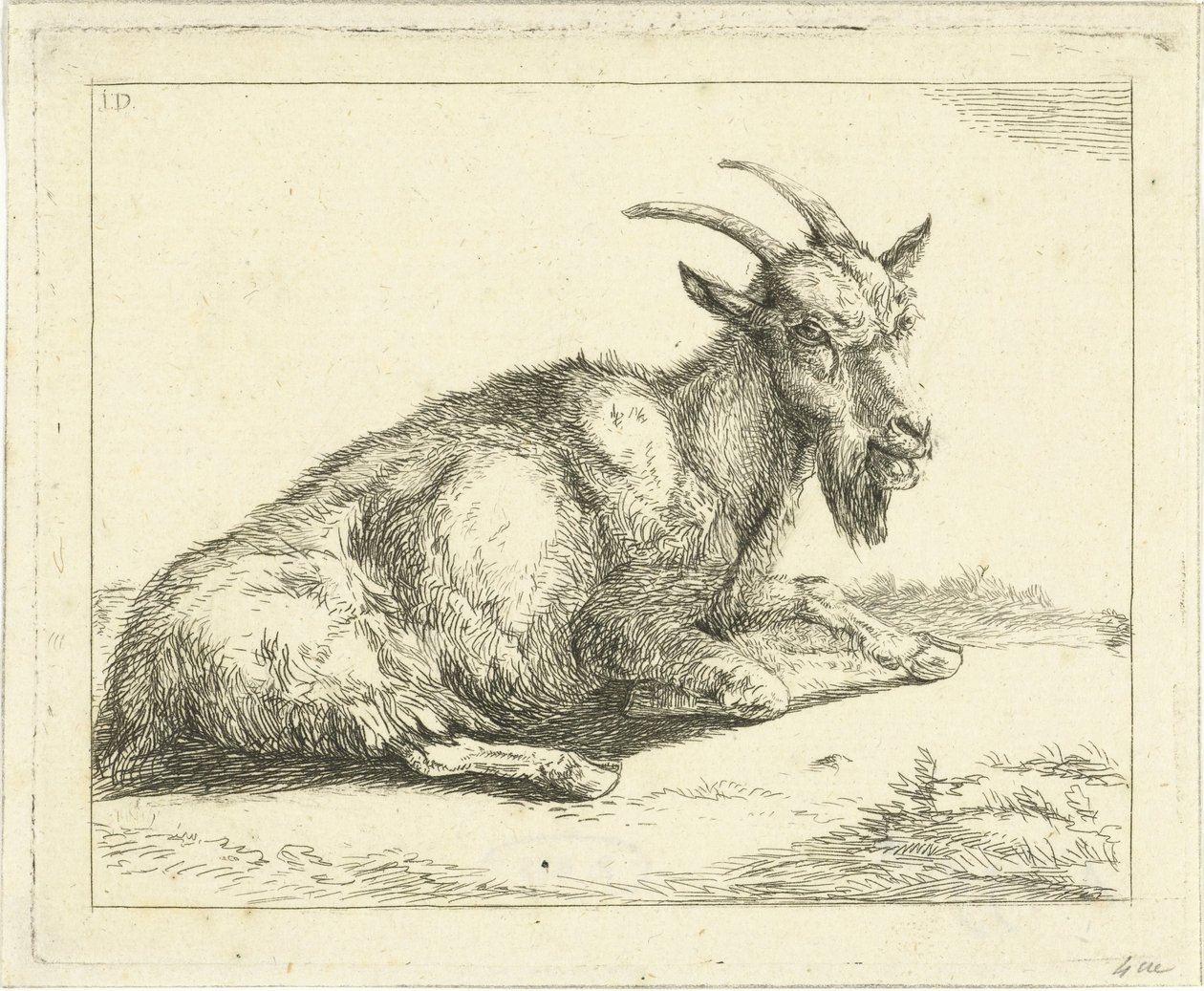 Capra da Jan Dasveldt