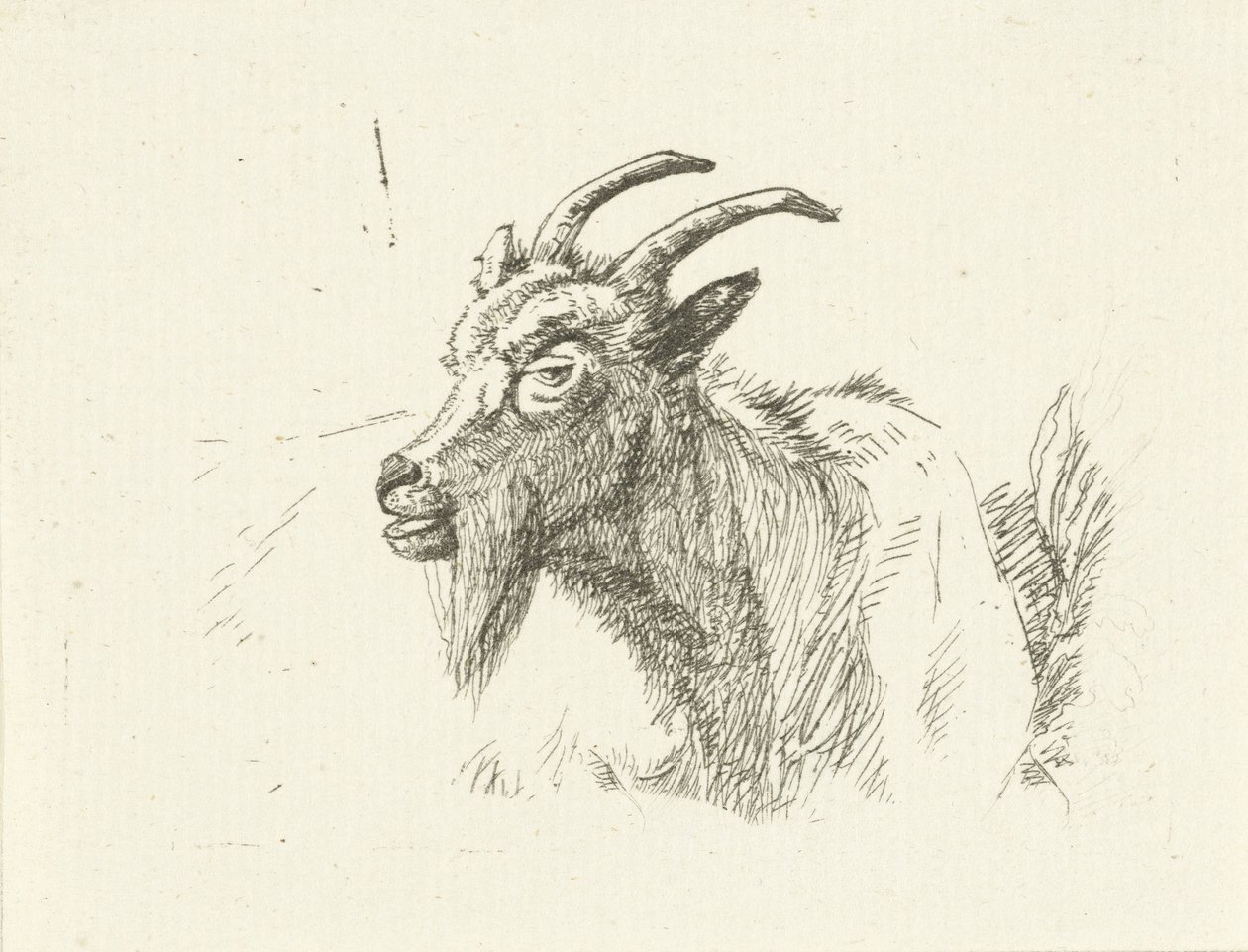 Capra sdraiata da Jan Dasveldt