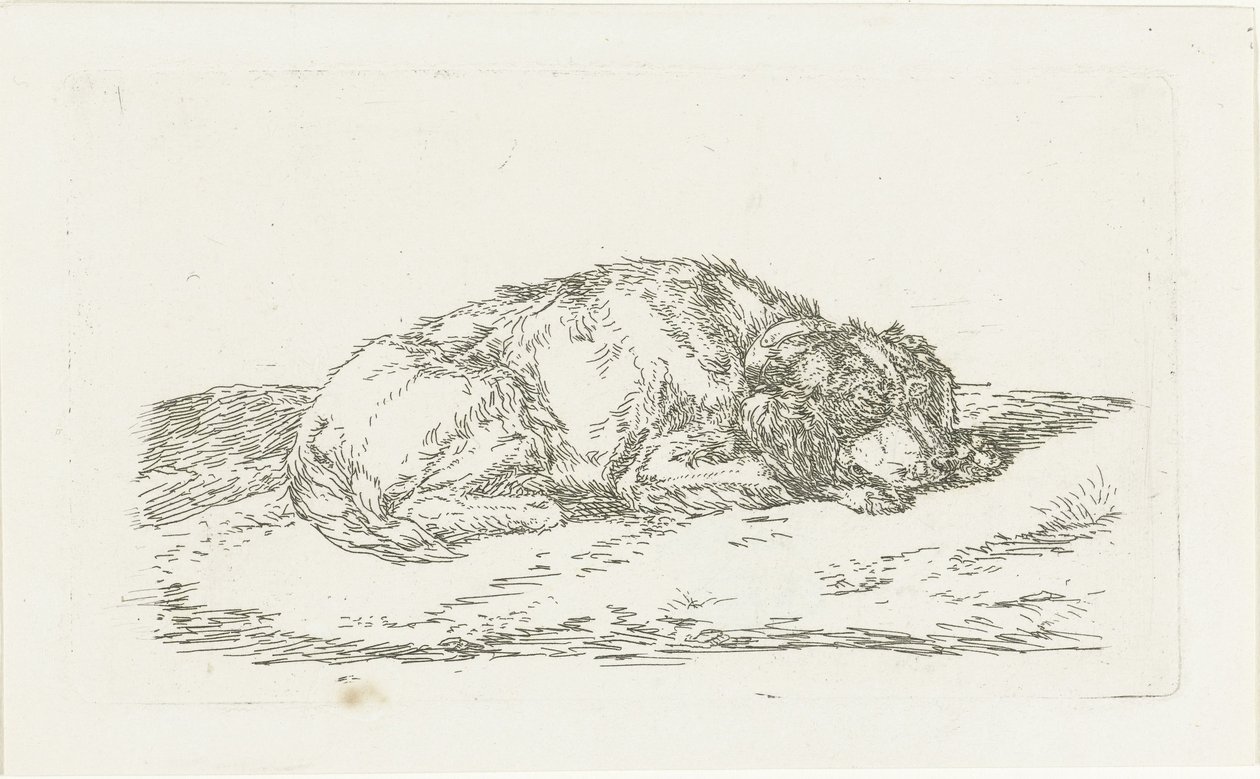 Cane che dorme con la testa appoggiata sulle zampe anteriori da Jan Dasveldt