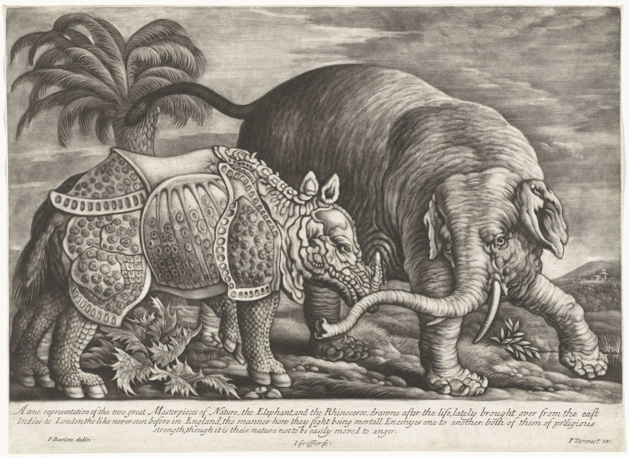 Elefante e rinoceronte da Jan Griffier (I)