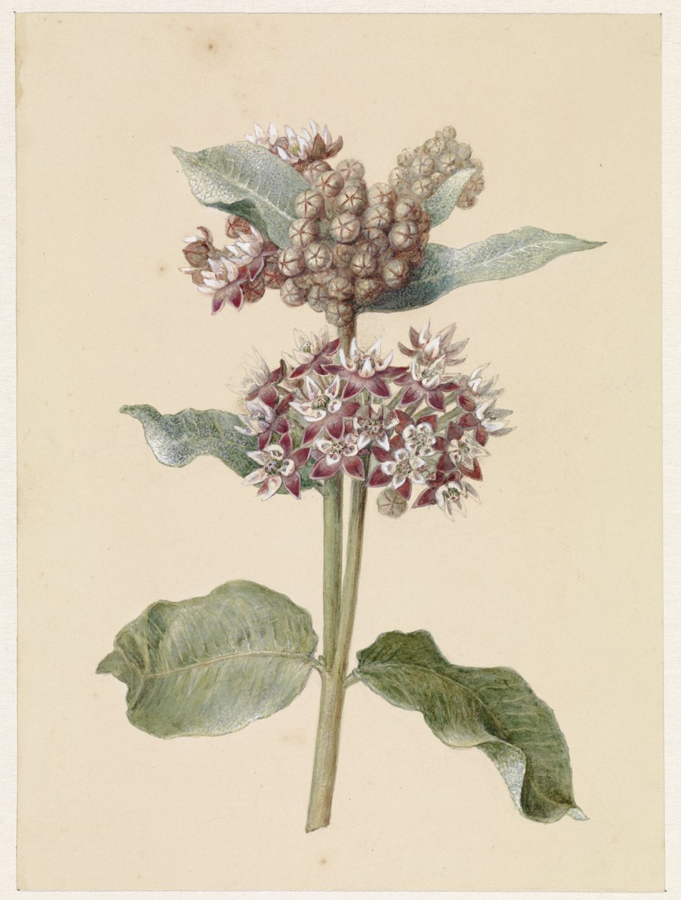 Specie di Asclepias in fiore da Jan Jacob Goteling Vinnis
