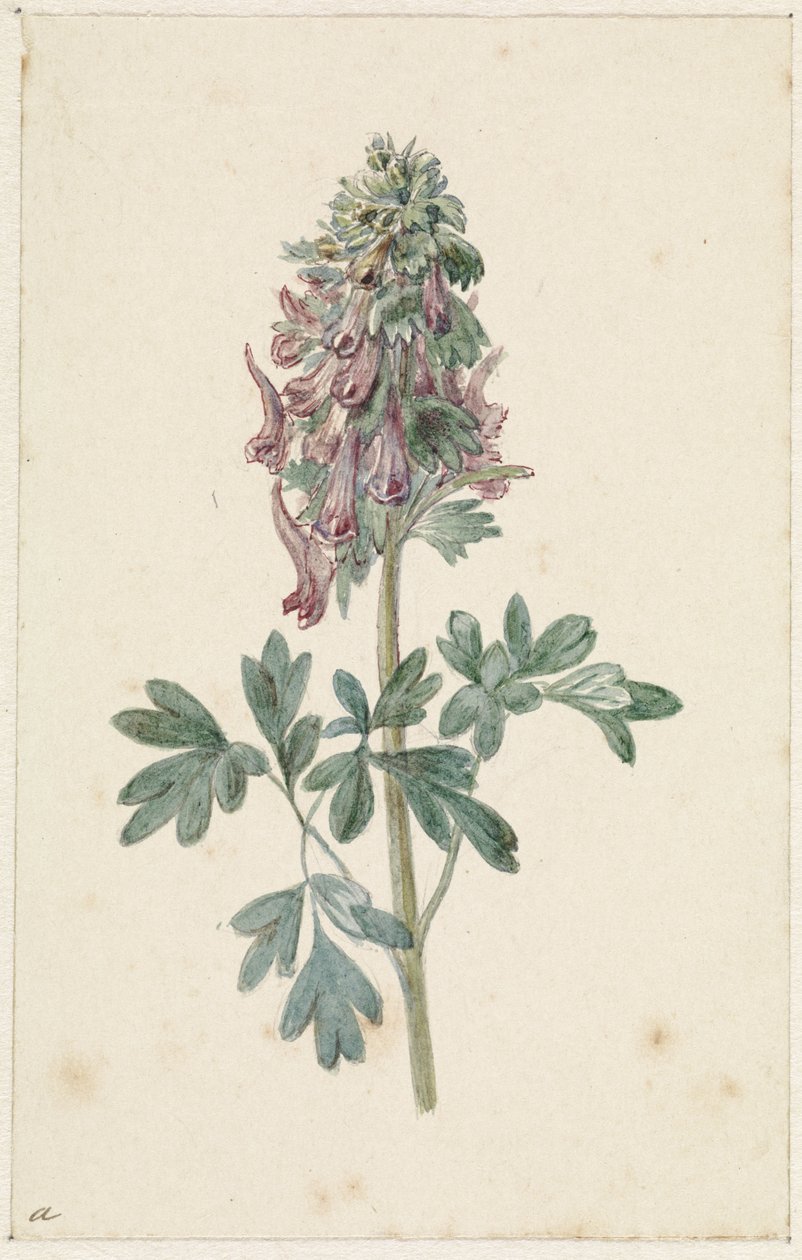Corydalis bulbosa in fiore da Jan Jacob Goteling Vinnis