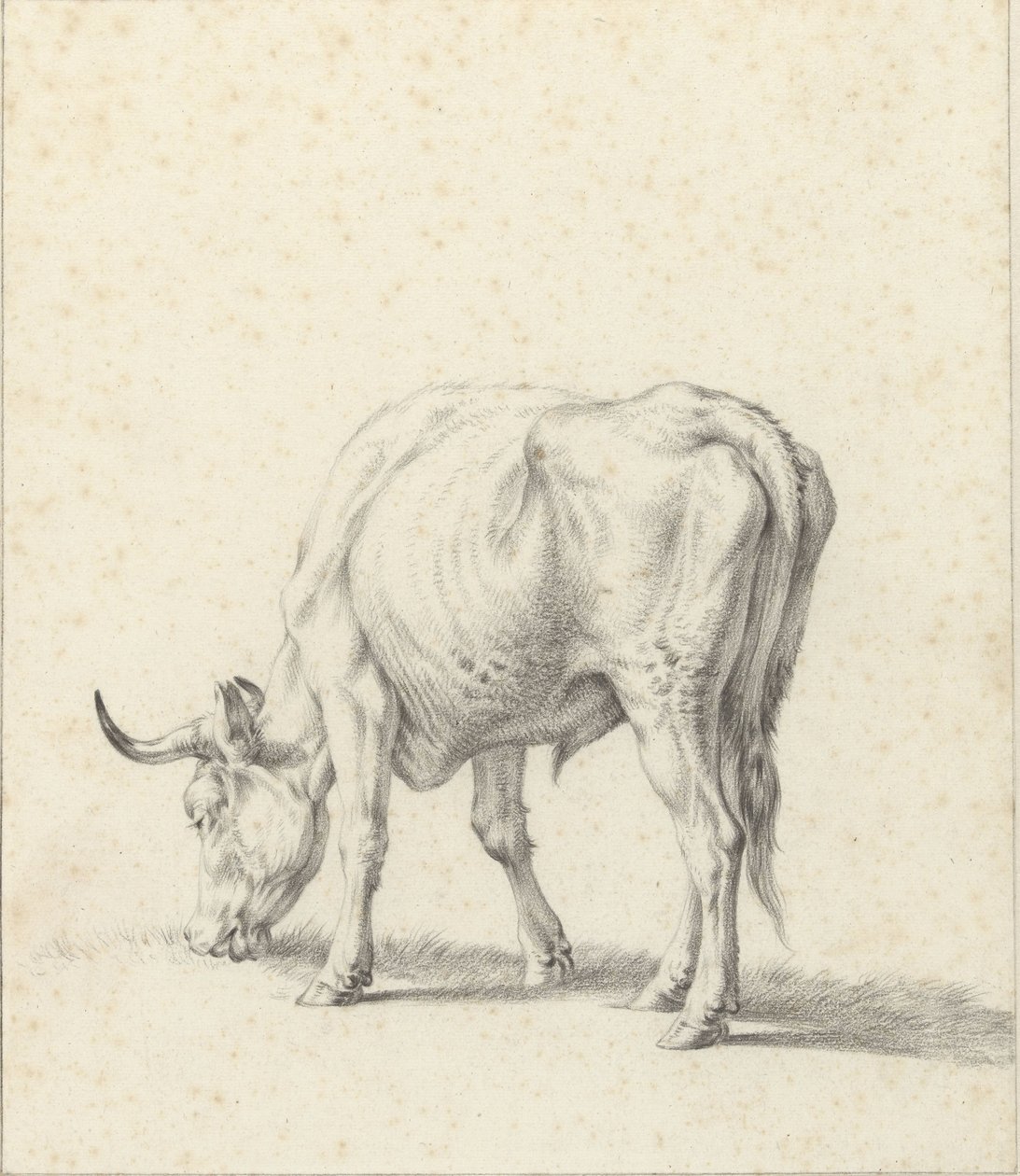 Toro al pascolo da Jan Kobell (II)