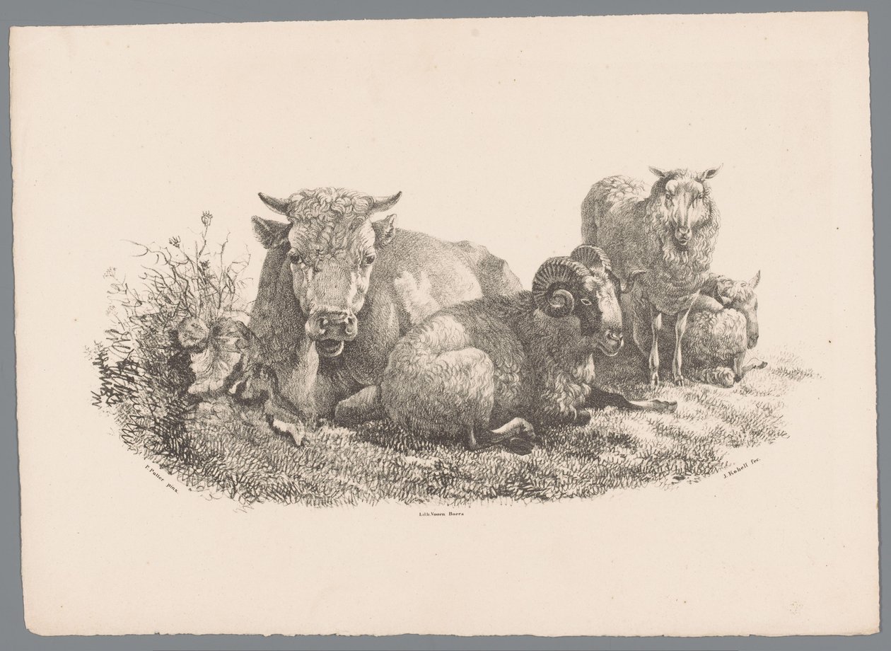 Mucca, ariete e due pecore (serie Studi di animali di J. Kobell da Paul Potter Nr. 1) da Jan Kobell (III)