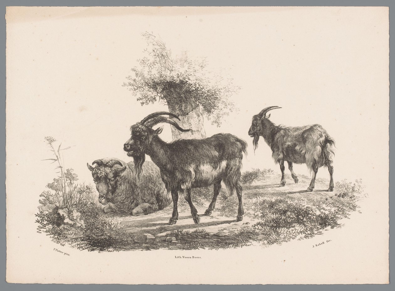 Due capre e una pecora vicino a un albero (Studi di animali di J. Kobell da Paul Potter Nr. 1) da Jan Kobell (III)