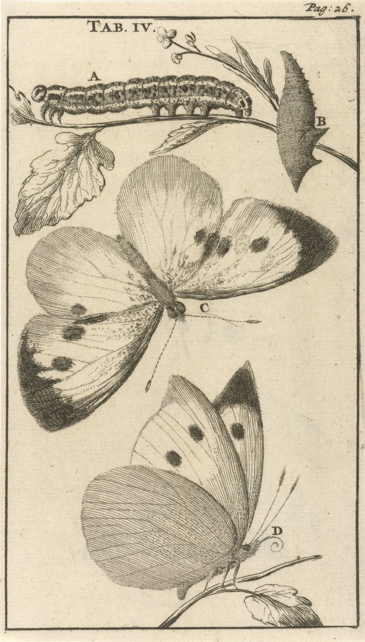 Bruchi, crisalidi e farfalle IV da Jan Luyken