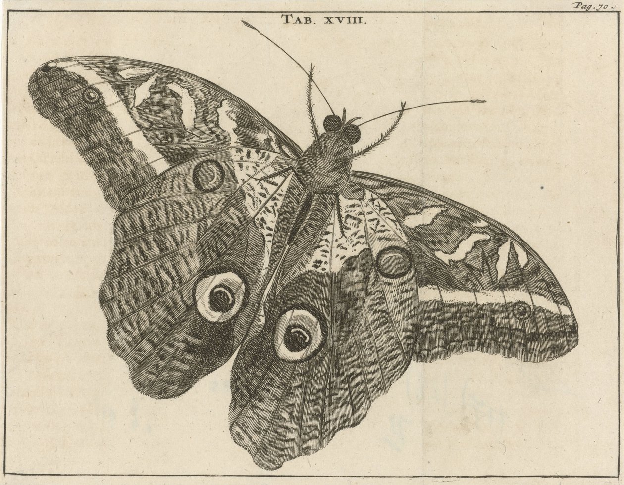 Farfalla gigante del Suriname XVIII da Jan Luyken