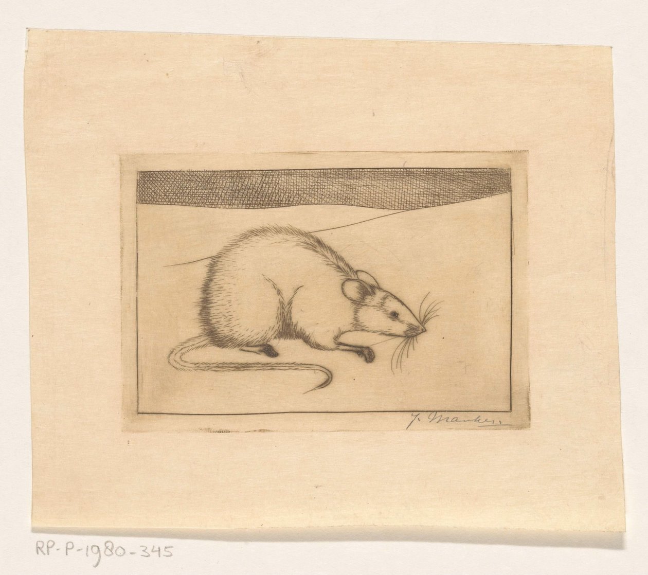 Topo da Jan Mankes (signed by artist)