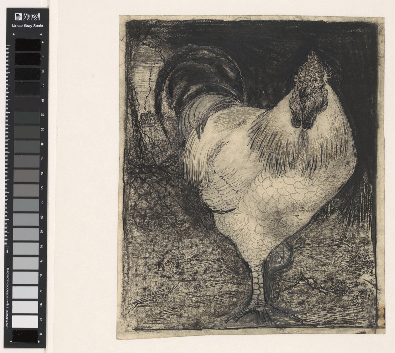 Gallo su una zampa da Jan Mankes