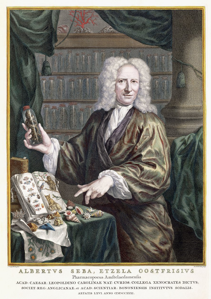 Ritratto di Albertus Seba, da "Locupletissimi Rerum Naturalium Thesauri Accurata Descriptio", 1734-1765 da Jan Maurits Quinckhardt