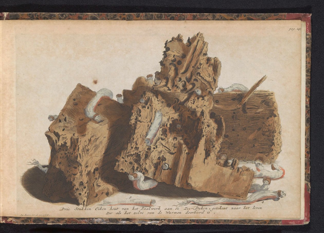 Parti di pali danneggiati da vermi marini, 1731 da Jan Ruyter