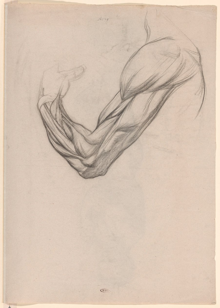 Studio anatomico dei muscoli di un braccio destro da Jan Veth