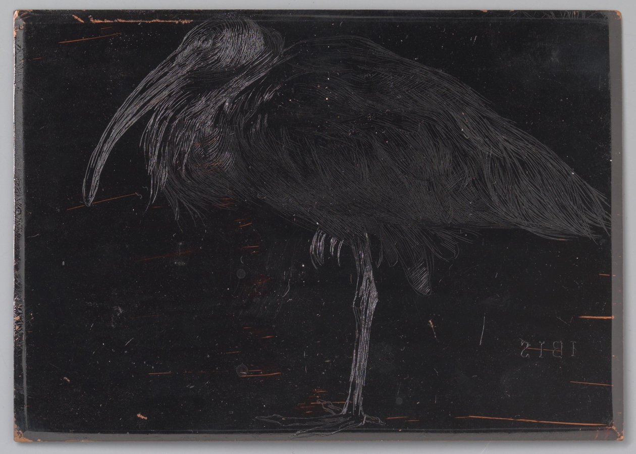 Ibis da Jan Veth