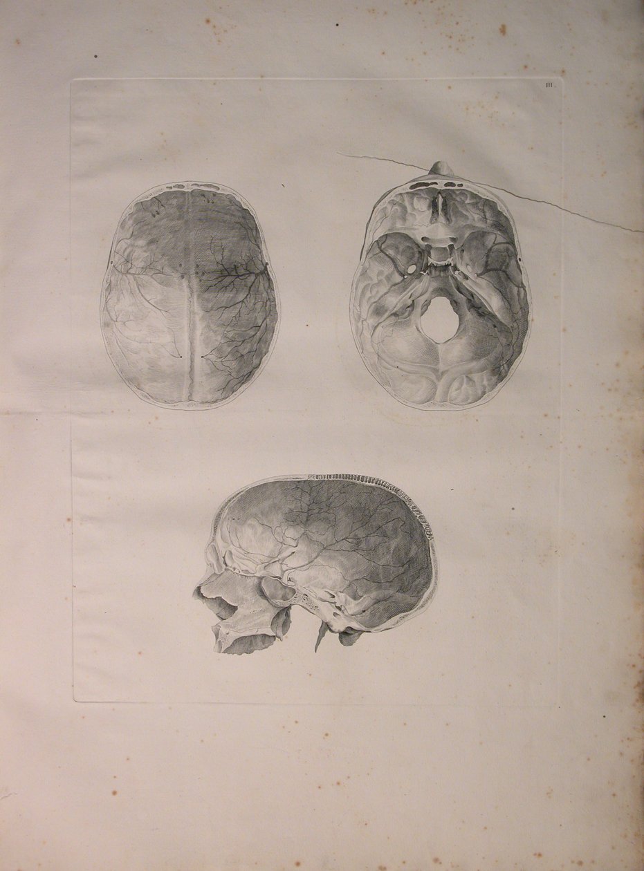 Albinus II, Tav. III, Osso cranico, illustrazione da 