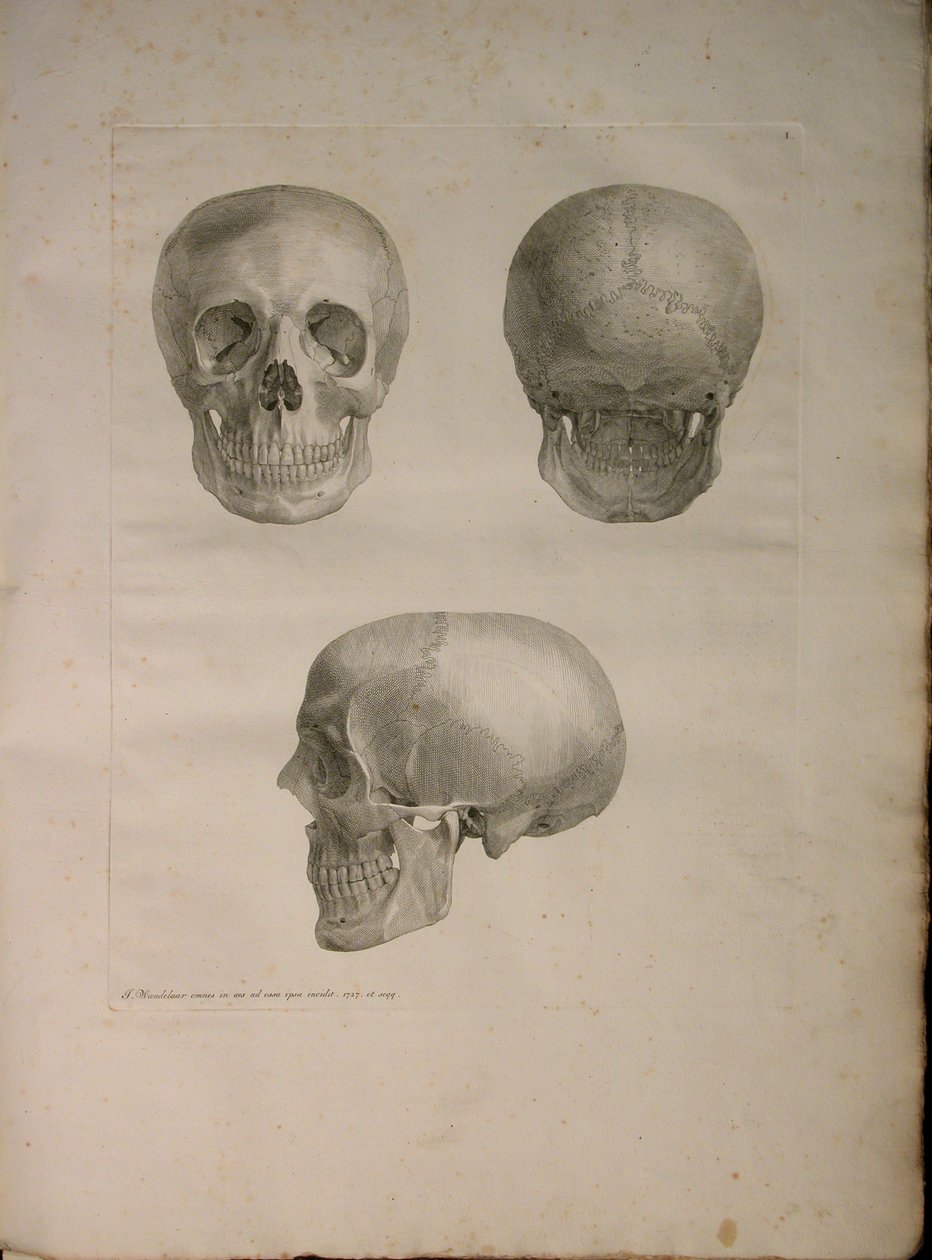 Albinus II, Pl. I, illustrazione da 