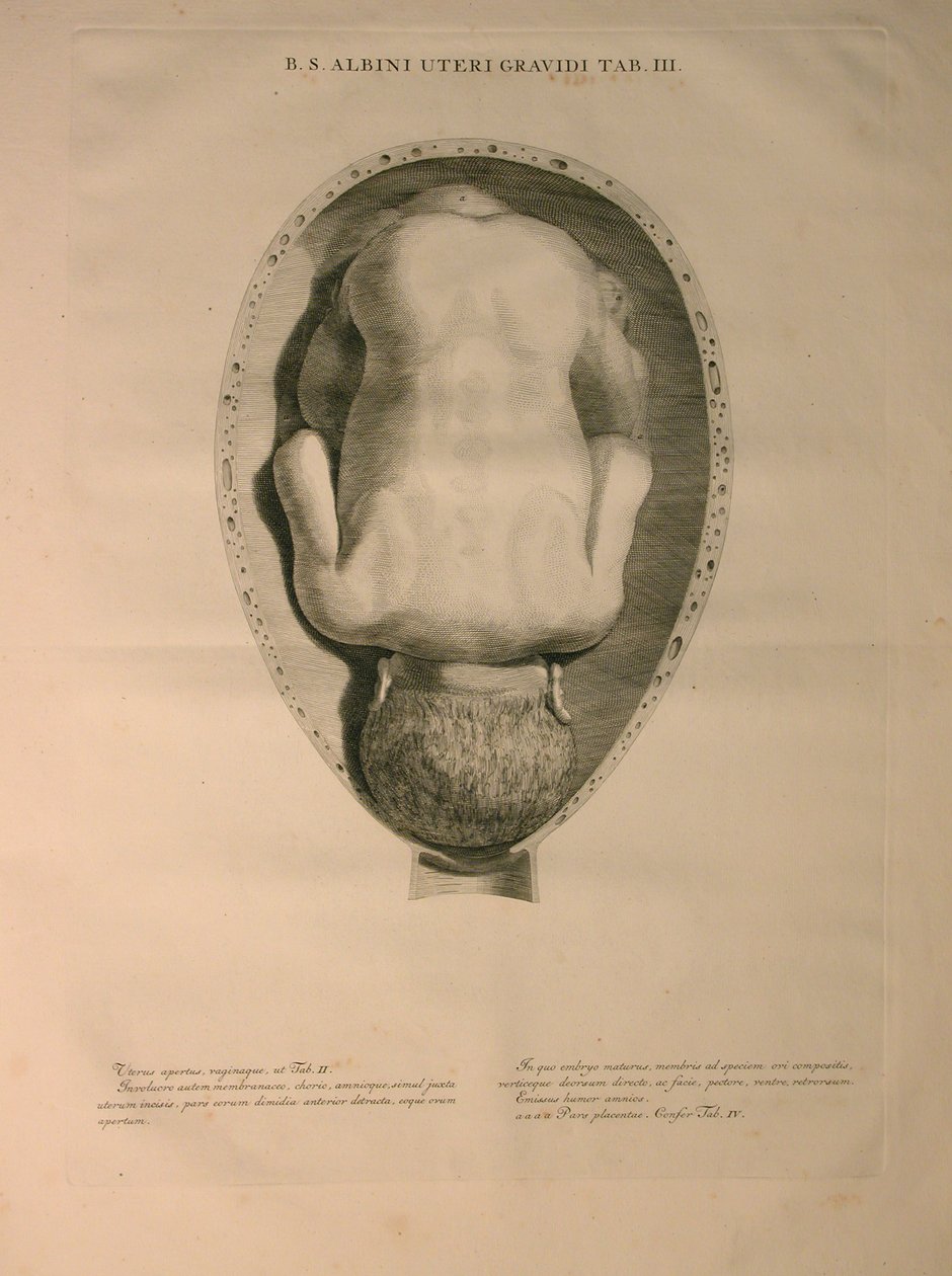 Albinus, Utero, Pl. III, illustrazione da 
