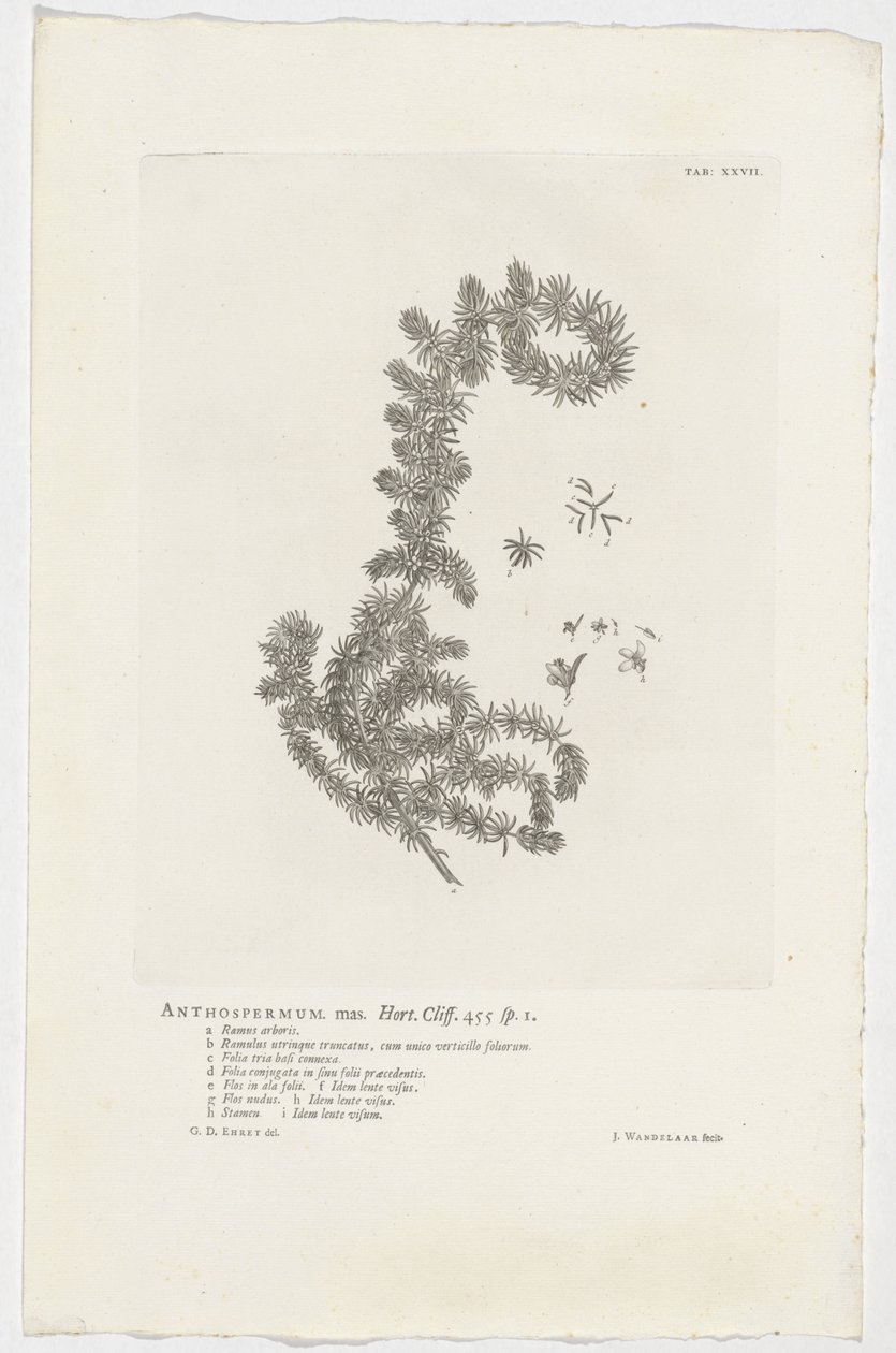 Anthospermum aethiopicum da Jan Wandelaar