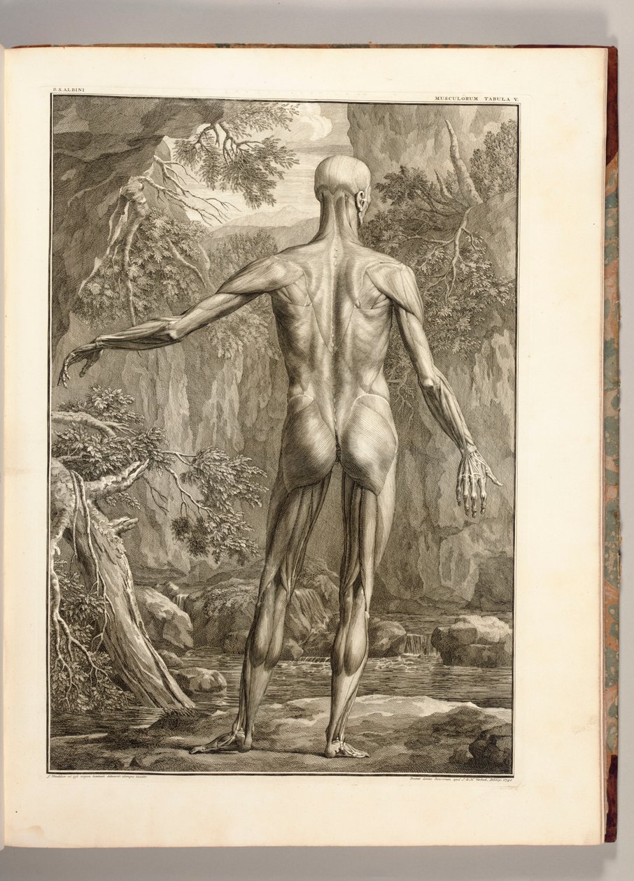 Incisione che raffigura i gruppi muscolari della schiena, 1747 da Jan Wandelaar