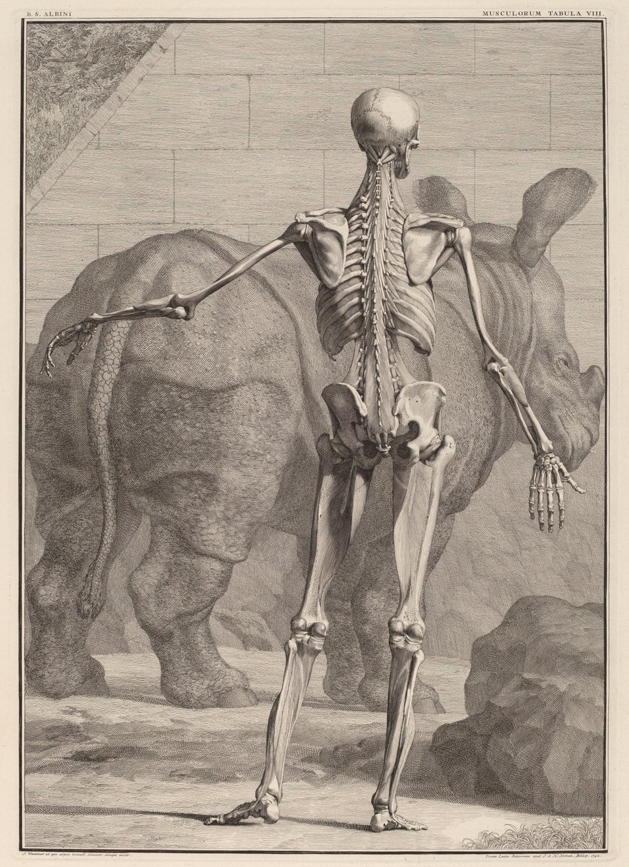 Tabula Musculorum VIII da Jan Wandelaar